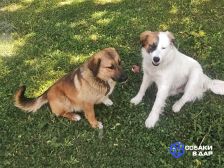 Бимка и Рыжуля - два щенка - подростка ищут самую лучшую семью