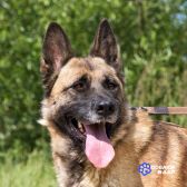 1 Молодой метис овчарки пёс Рич в добрые руки