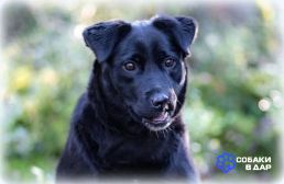 50 Харизматичная, трогательная собачка Хельга в дар