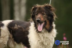 26 Светлый и чудесный пёс Джимми в добрые руки