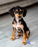 0 Очаровательная девочка Зиппи готова к переезду в новый дом.