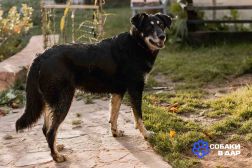 1 Чудесная малышка ждет своего человека!