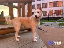 73 Славный Конор в добрые руки