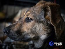 1 Акио - ласковый малыш в поисках дома