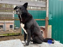 1 Спокойный пёс Джон со сторожевыми качествами в дар