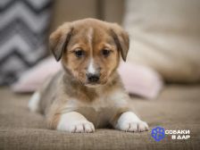 21 Маленькие щенки ищут дом