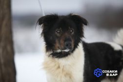 Светлый и чудесный пёс Джимми в добрые руки