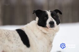 3 Замечательный песик Бим в дар