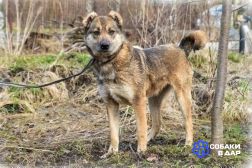 35 Отдам собаку Сайру в хорошие руки