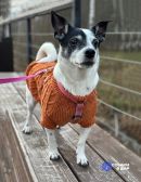 1 Небольшая домашняя собачка Вега, метис Джек Рассела ищет дом