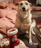 Лапус самый человекоорентированный пёс на свете!