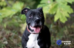 Стаффордширский терьер Юта — собака-улыбака в дар