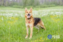 DSC02032 копия