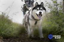Харизматичный хаски по имени Борис ищет своего человека!