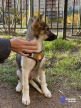 avito-1761398851531-shot