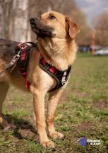 Проводники_Руфус1