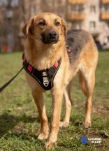 Проводники_Руфус2