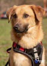 Проводники_Руфус3